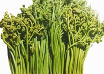 蕨菜