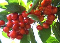 臨澤紅棗