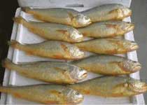 小黃魚