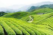 九皇山云霧茶