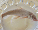 黃河鴿子魚