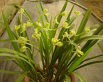 蘭花
