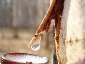 樺樹汁飲料