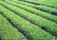 峽州翠綠茶