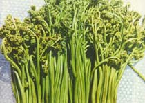 黃山蕨菜