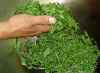 龍井茶葉