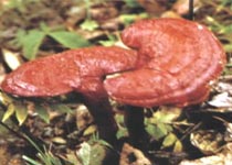 靈芝