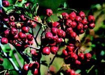泰山紅玉杏