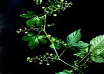 絞股藍(lán)茶