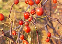 澤州紅山楂