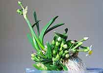 漳州水仙花