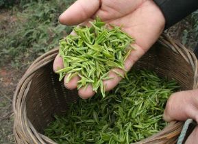 金壇雀舌茶