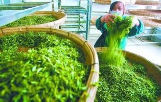 泉城綠茶