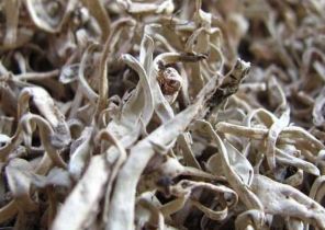 麗江雪茶