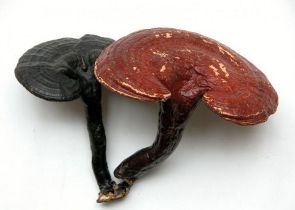 靈芝