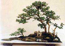 揚(yáng)州盆景